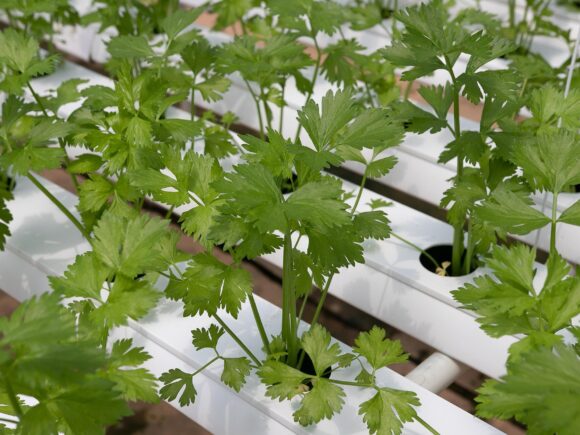 Le fourrage vert hydroponique : une solution moderne pour l’alimentation animale